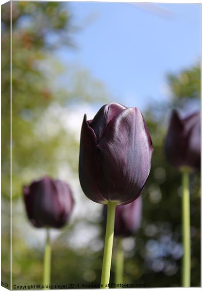 Dark purple / black tulip flower Canvas Print by craig sivyer