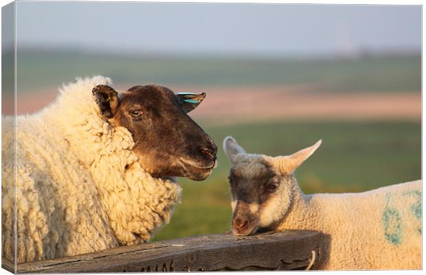 Sheep & Lamb on Farm Canvas Print by craig sivyer