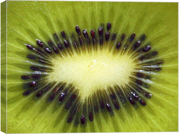 KIWI Canvas Print by Kevin Sung