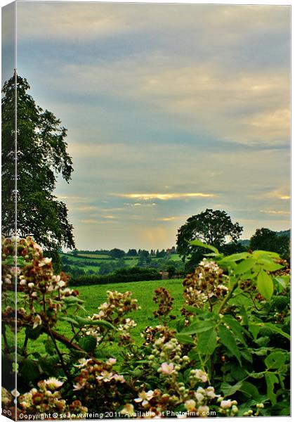 English summer Canvas Print by Sean Wareing