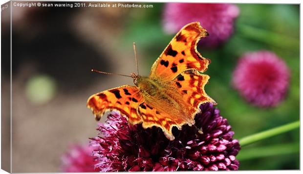 Comma Butterfly Canvas Print by Sean Wareing