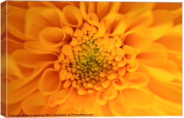 Viceroy  chrysanthemum Canvas Print by Sean Wareing