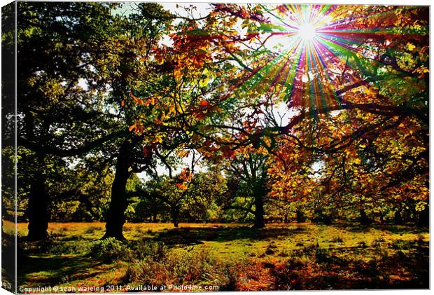 Autumn woodland Canvas Print by Sean Wareing