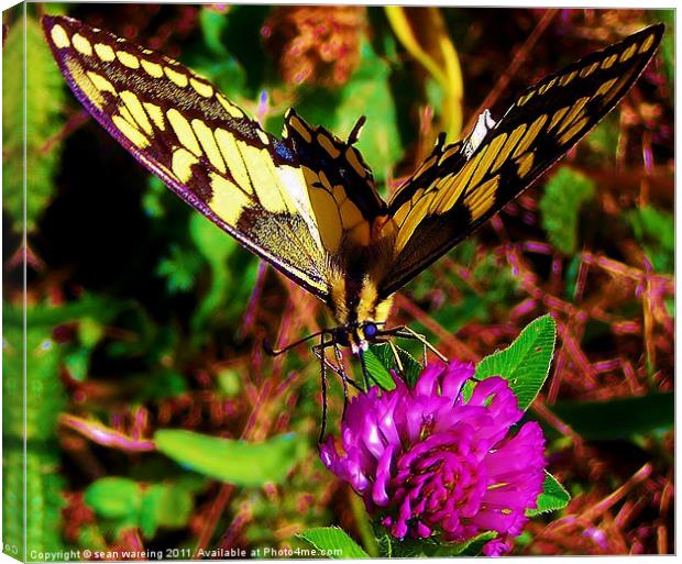 Swallowtail butterfly Canvas Print by Sean Wareing