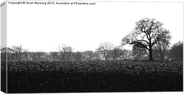 Ploughed Field Canvas Print by Sean Wareing