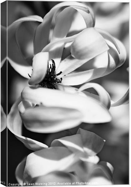 Spring Magnolia Canvas Print by Sean Wareing