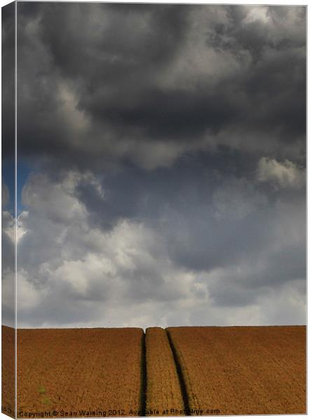 Harvest Time Canvas Print by Sean Wareing