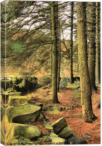 The Forest Edge Canvas Print by Sean Wareing
