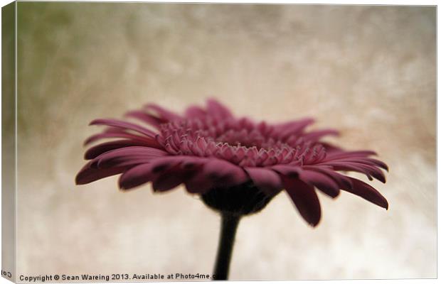 Gerbera Canvas Print by Sean Wareing