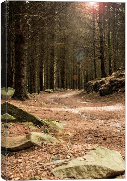 Forest Track Canvas Print by Sean Wareing