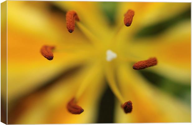 Tiger Lily Canvas Print by Sean Wareing