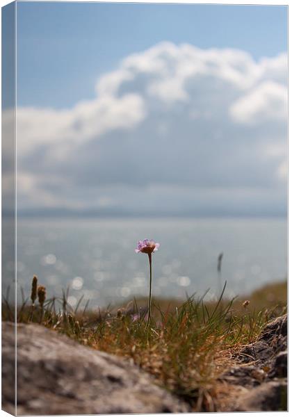 Coastal Flower Canvas Print by Sean Wareing