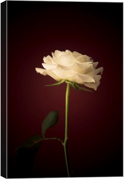  White Rose Canvas Print by Sean Wareing
