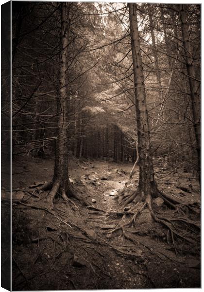 Deep in the forest Canvas Print by Sean Wareing