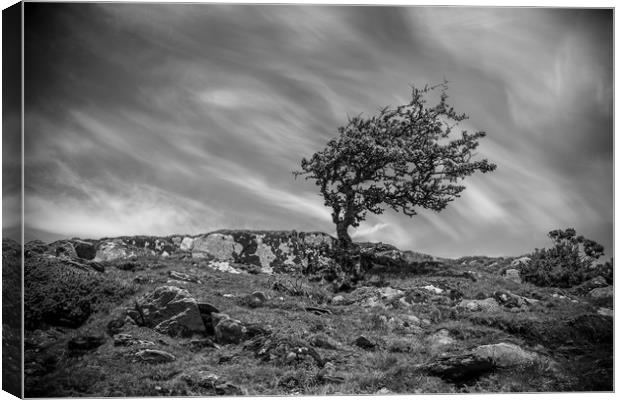 Lone Tree Canvas Print by Sean Wareing