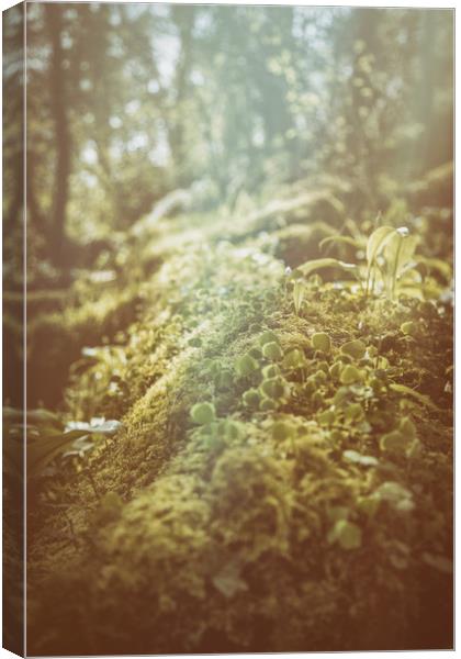 The Forest Floor Canvas Print by Sean Wareing