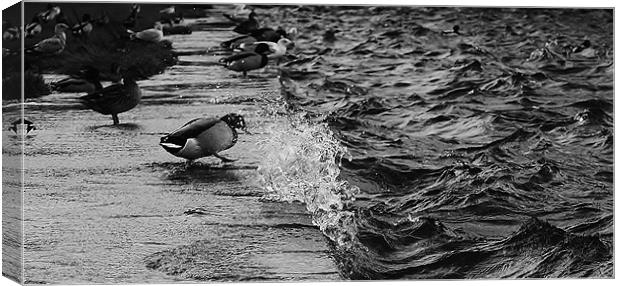 Like a duck to water Canvas Print by Sean Wareing