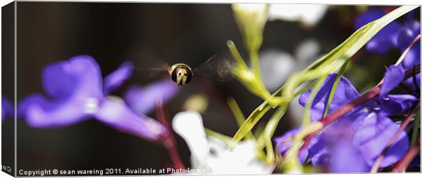Hoverfly nearly home Canvas Print by Sean Wareing