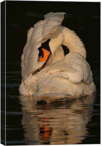 Swan at Eastleigh Country Park I Canvas Print by Philip Barton