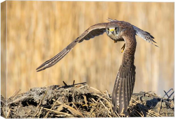 Animal bird Canvas Print by Don Davis