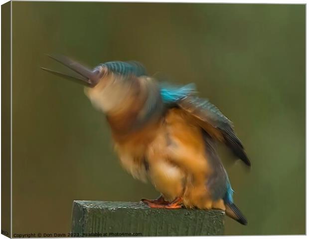 Kingfisher Canvas Print by Don Davis