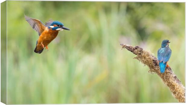 Animal bird Canvas Print by Don Davis