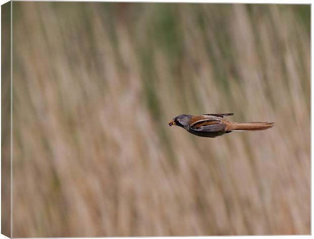 Bearded Tit Canvas Print by Don Davis