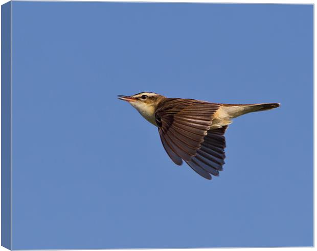 Sedge Warbler Canvas Print by Don Davis