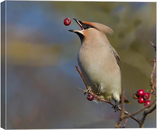 Waxwing Canvas Print by Don Davis