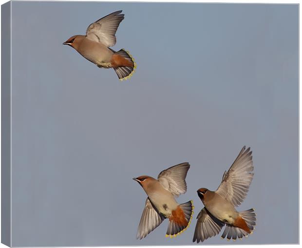 Waxwings Canvas Print by Don Davis