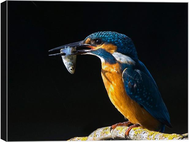 Kingfisher Canvas Print by Don Davis