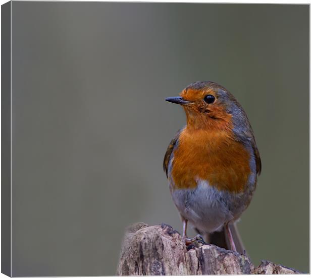 Robin of the Woods. Canvas Print by Don Davis