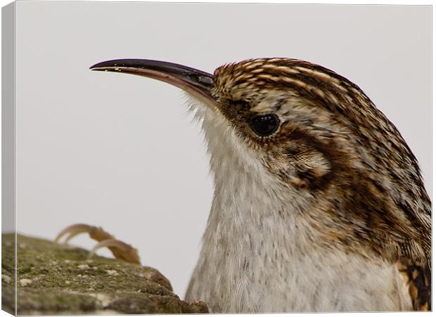 Treecreeper Canvas Print by Don Davis