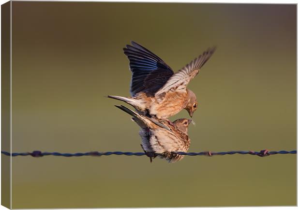 Linnets Canvas Print by Don Davis