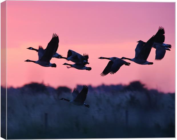 Canada Geese Canvas Print by Don Davis