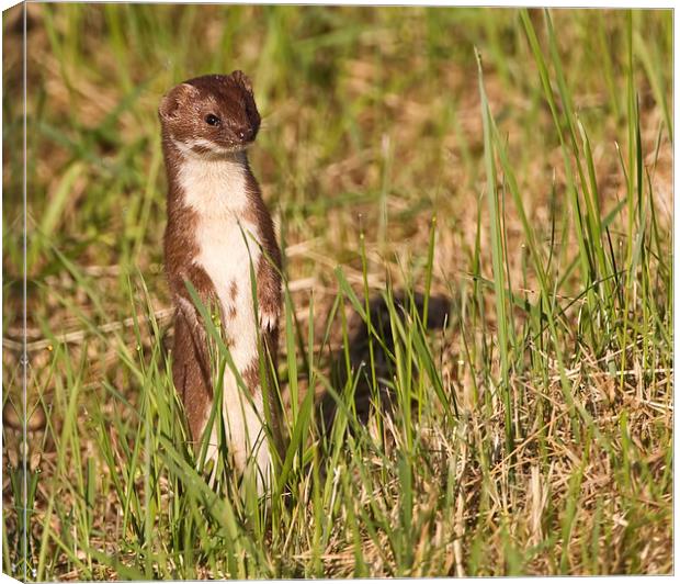  Weasel Canvas Print by Don Davis