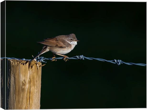 Whitethroat  Canvas Print by Don Davis