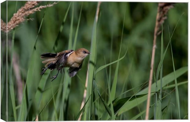 Flying through Reedbed  Canvas Print by Don Davis