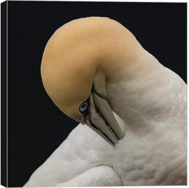  Gannet. Canvas Print by Don Davis