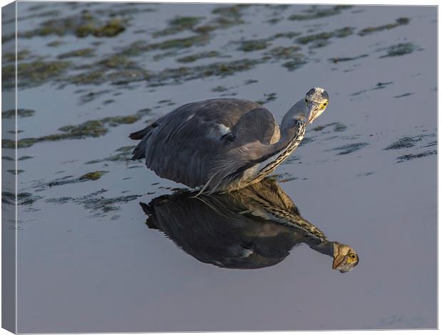  Grey Heron Canvas Print by Don Davis