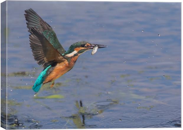 The Kingfisher Canvas Print by Don Davis