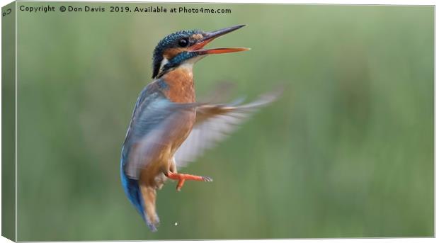 Hovering Canvas Print by Don Davis