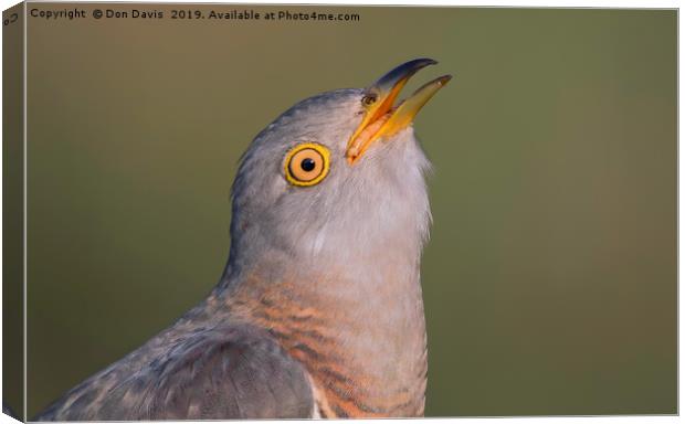 Cuckoo Canvas Print by Don Davis