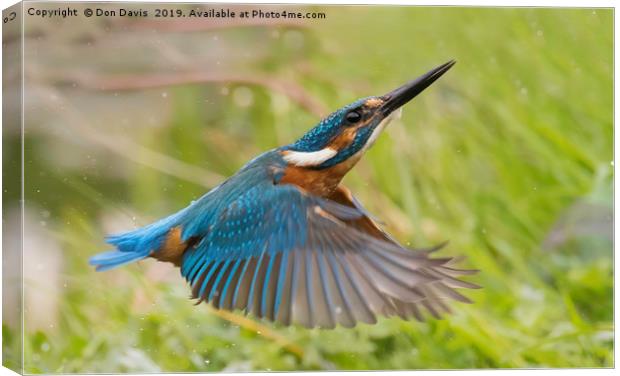 Inflight Kingfisher. Canvas Print by Don Davis
