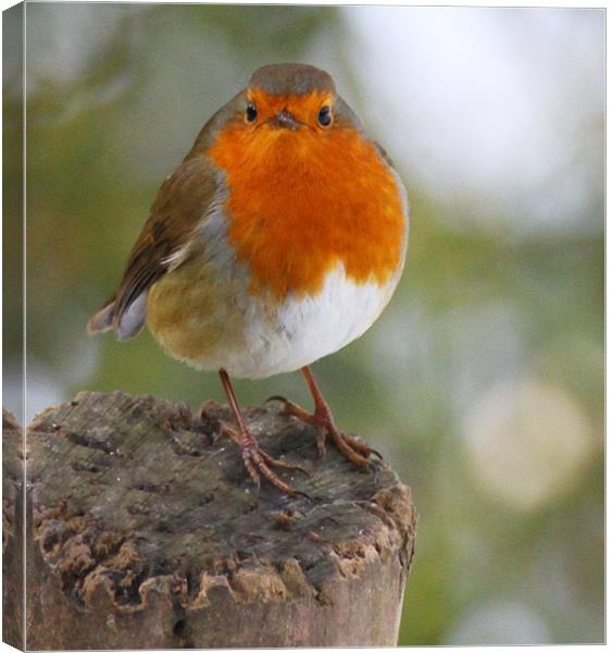 The Winter Robin Canvas Print by peter tachauer