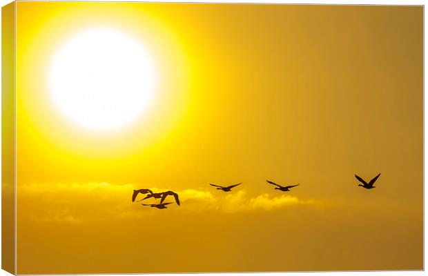  Towards the Sun Canvas Print by peter tachauer