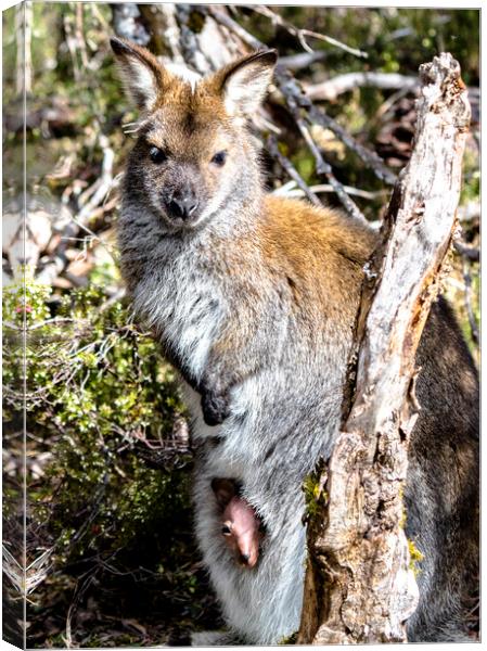 Wild Wallaby with Pouched Joey Canvas Print by peter tachauer