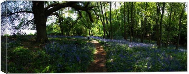 Bluebell Wood Warley Hall Canvas Print by peter tachauer