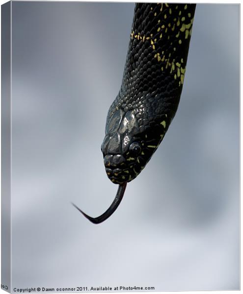 Snake, Eagle Heights Canvas Print by Dawn O'Connor