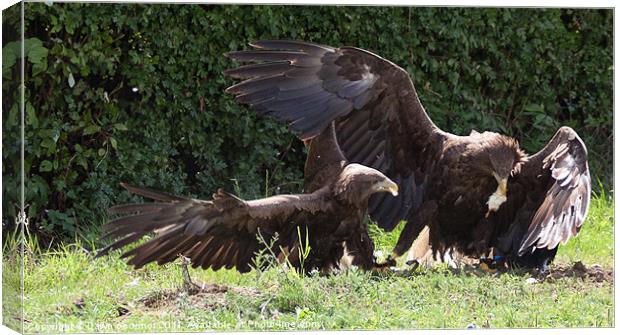 Sea Eagles Fighting over chick Canvas Print by Dawn O'Connor